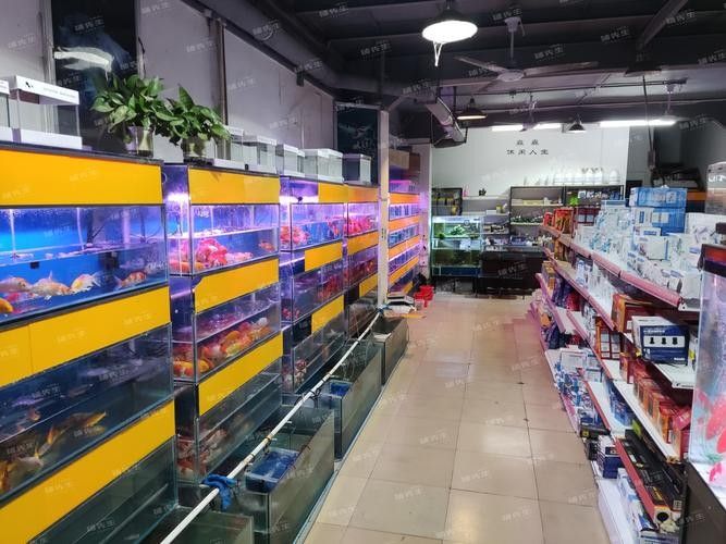 岳塘開水族店怎么樣？加盟祥龍魚場賣龍魚市場怎樣？