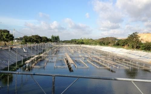 巴彥淖爾市開水族店怎么樣？加盟祥龍魚場賣龍魚市場怎樣？ 巴彥淖爾市開水族店怎么樣？加盟祥龍魚場賣龍魚市場怎樣？ 水族館百科（水族館加盟） 第7張