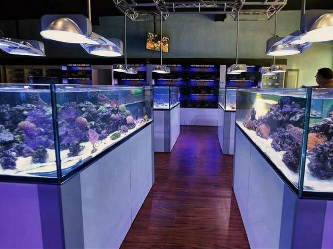 南市開水族店怎么樣？加盟祥龍魚場賣龍魚市場怎樣？