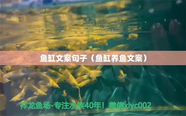 發(fā)表魚缸里魚的說說朋友圈，如何拍攝魚缸美照魚缸生態(tài)平衡維護(hù)