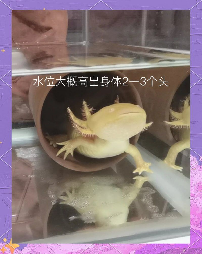 恐龍魚需要打氧嗎多少錢 恐龍魚需要打氧嗎多少錢 龍魚百科 第3張