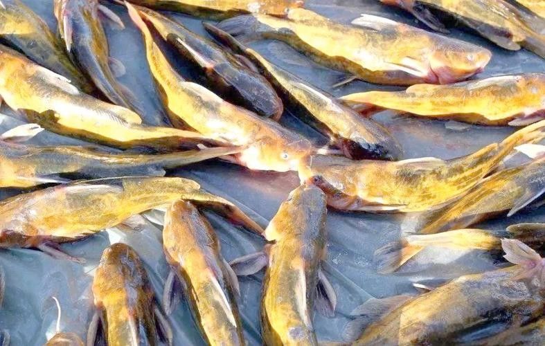 大興安嶺開水族店怎么樣？加盟祥龍魚場賣龍魚市場怎樣？