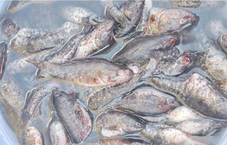 大興安嶺開水族店怎么樣？加盟祥龍魚場賣龍魚市場怎樣？