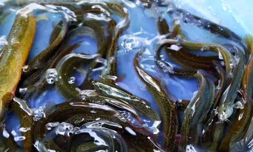 大興安嶺開水族店怎么樣？加盟祥龍魚場賣龍魚市場怎樣？