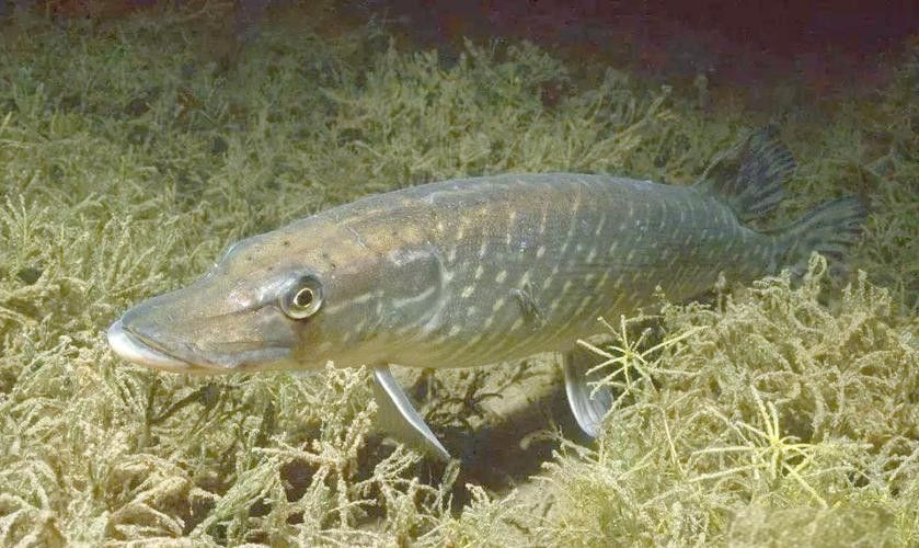 大興安嶺開水族店怎么樣？加盟祥龍魚場賣龍魚市場怎樣？
