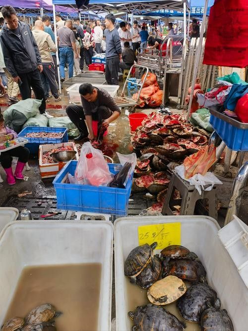 都安瑤族開水族店怎么樣？加盟祥龍魚場(chǎng)賣龍魚市場(chǎng)怎樣？