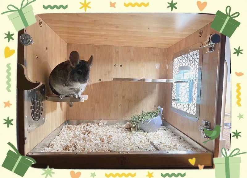 龍貓能記住哪些指令？