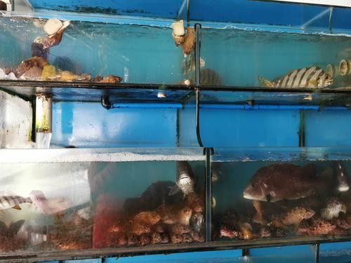 霞浦開(kāi)水族店怎么樣？加盟祥龍魚(yú)場(chǎng)賣(mài)龍魚(yú)市場(chǎng)怎樣？