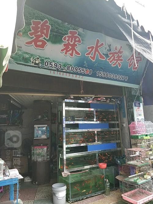 霞浦開(kāi)水族店怎么樣？加盟祥龍魚(yú)場(chǎng)賣(mài)龍魚(yú)市場(chǎng)怎樣？