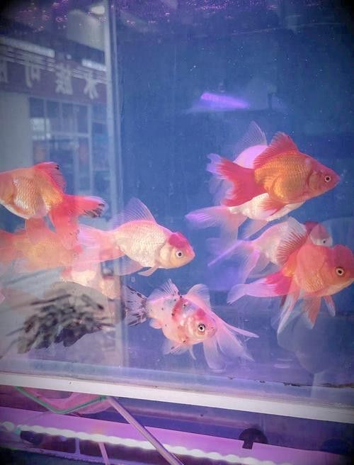 姑蘇開水族店怎么樣？加盟祥龍魚場賣龍魚市場怎樣？