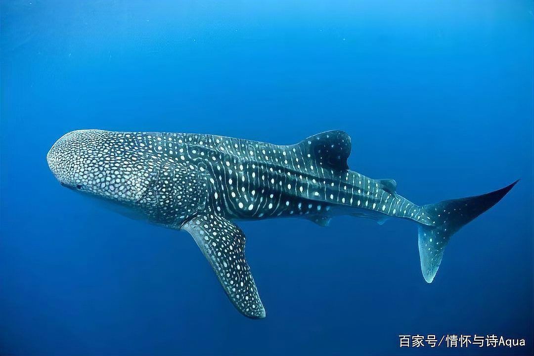 鯨魚和鯊魚哪個體型大