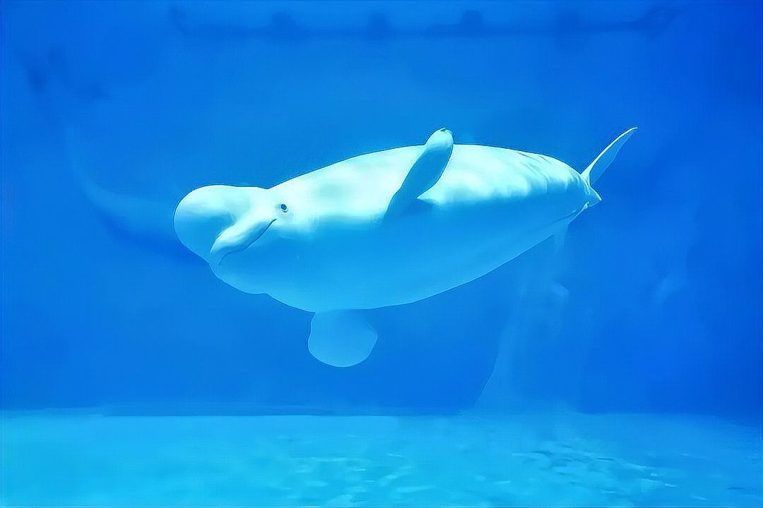鯨魚和鯊魚哪個體型大