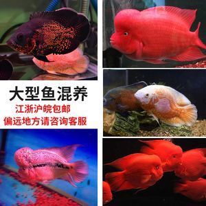 鸚鵡魚和銀龍魚水溫多少合適：如何調(diào)節(jié)魚缸水溫至適宜范圍