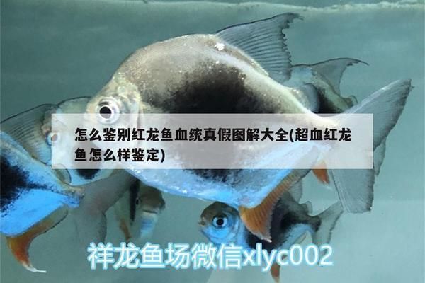紅龍魚血統純正的鑒別方法：如何鑒別紅龍魚血統純正