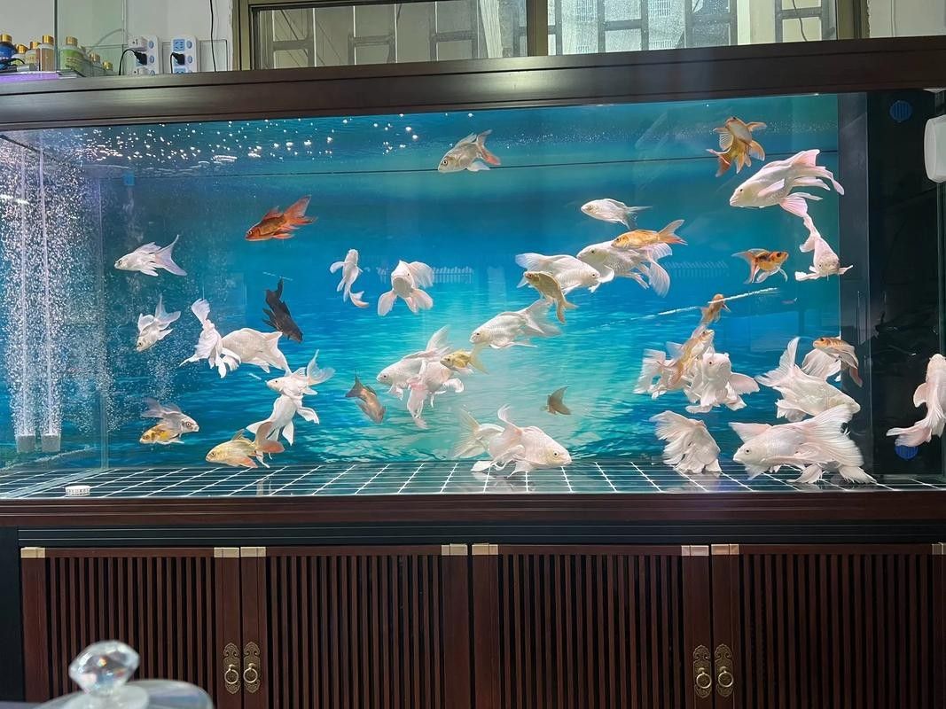 獻縣開水族店怎么樣？加盟祥龍魚場賣龍魚市場怎樣？