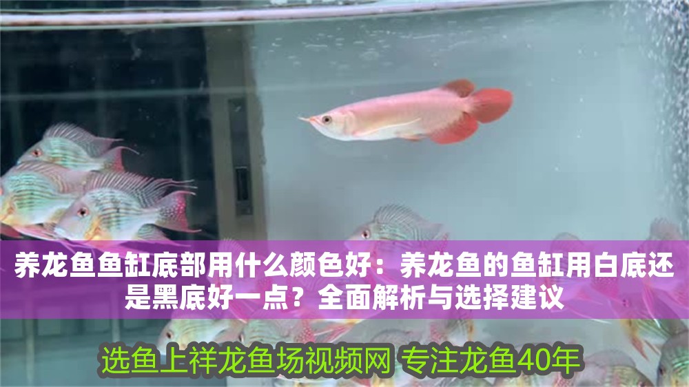 養(yǎng)龍魚魚缸底部用什么顏色好：養(yǎng)龍魚的魚缸用白底還是黑底好一點？全面解析與選擇建議