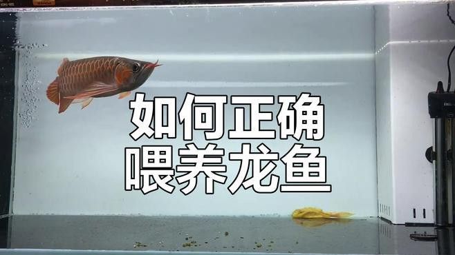 怎樣喂養(yǎng)龍魚