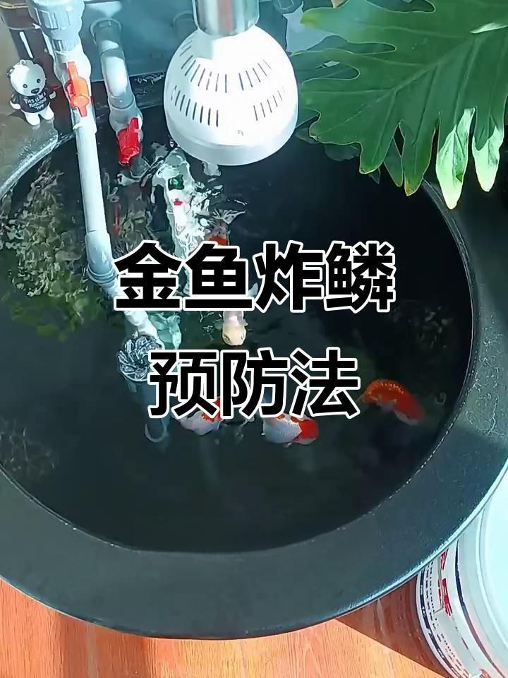 如何預防和治療金魚炸鱗病？