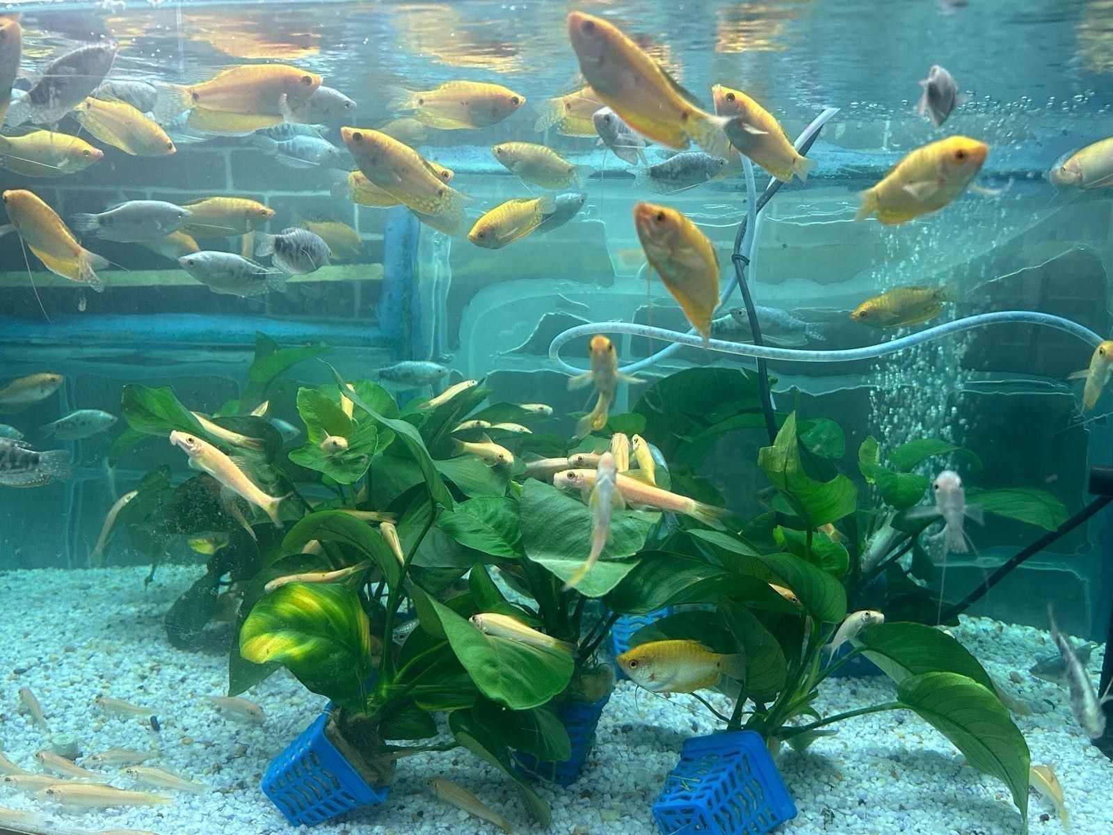 東山開水族店怎么樣？加盟祥龍魚場(chǎng)賣龍魚市場(chǎng)怎樣？ 東山開水族店怎么樣？加盟祥龍魚場(chǎng)賣龍魚市場(chǎng)怎樣？ 水族館百科（水族館加盟） 第2張