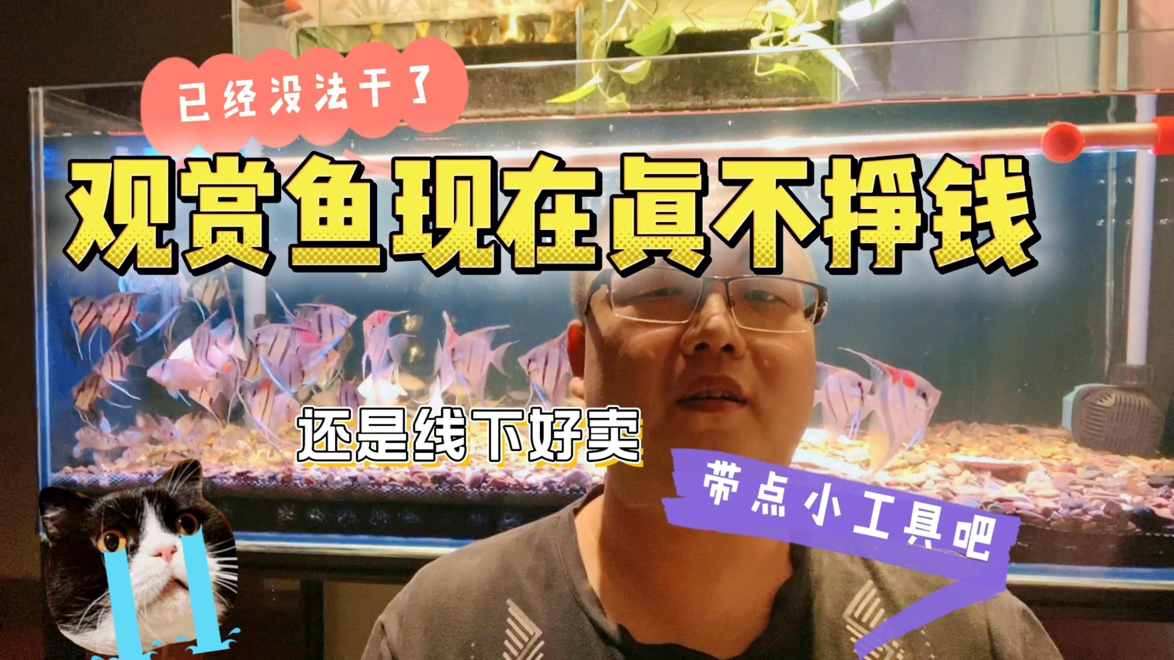 裕民開水族店怎么樣？加盟祥龍魚場賣龍魚市場怎樣？ 裕民開水族店怎么樣？加盟祥龍魚場賣龍魚市場怎樣？ 水族館百科（水族館加盟） 第5張