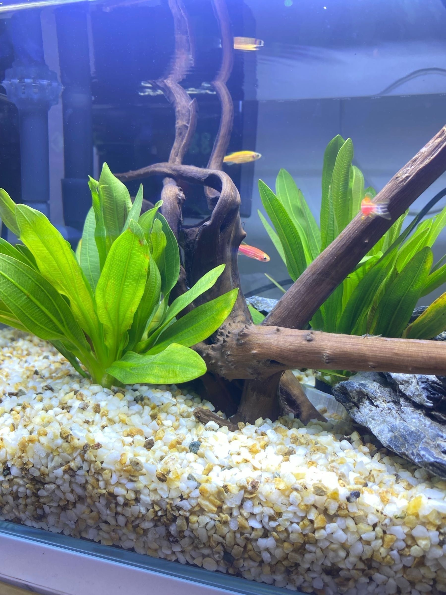 萬州開水族店怎么樣？加盟祥龍魚場賣龍魚市場怎樣？