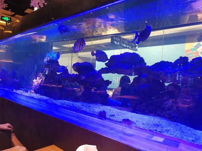 徐匯開水族店怎么樣？加盟祥龍魚場賣龍魚市場怎樣？