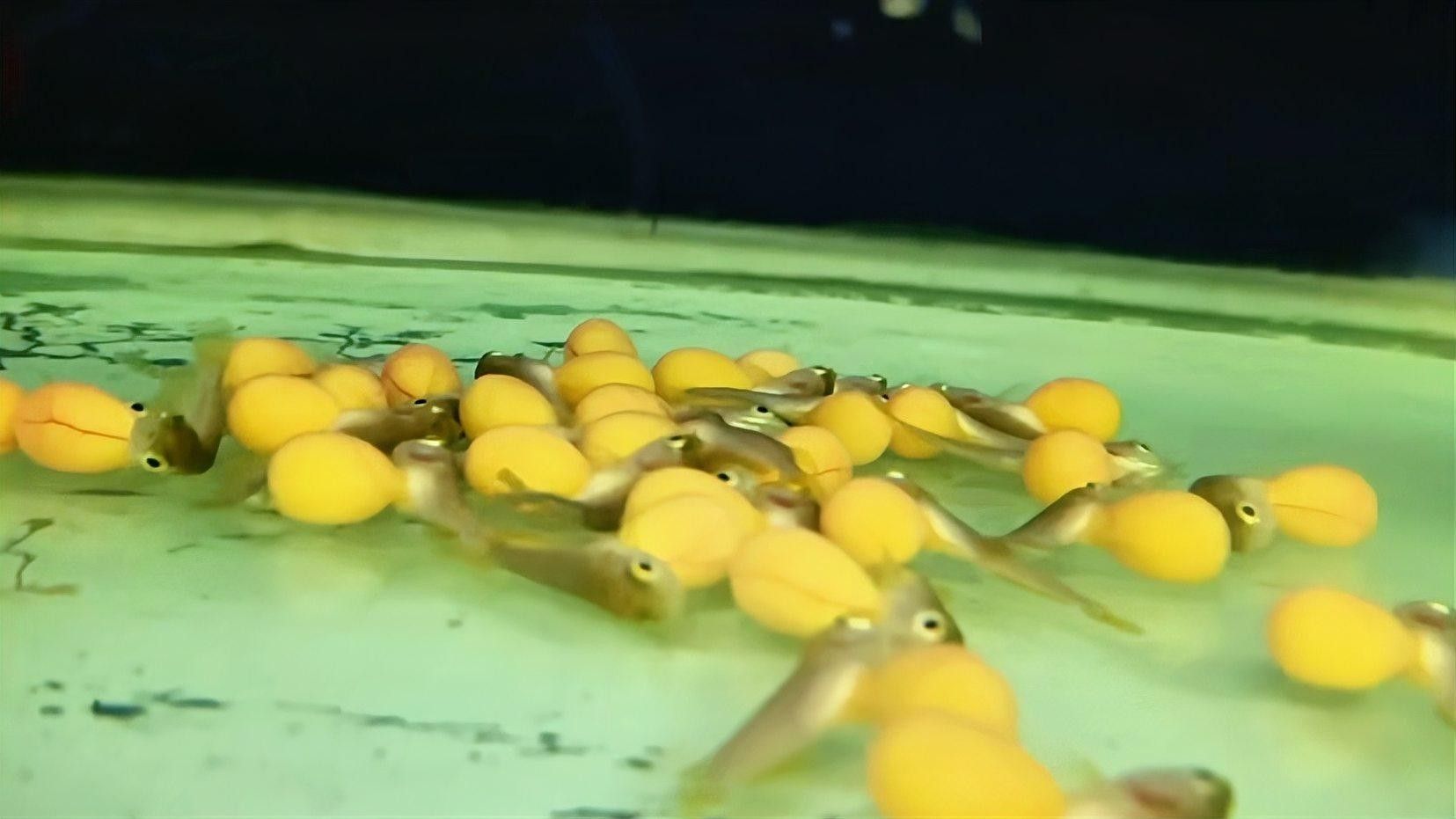 牟定開(kāi)水族店怎么樣？加盟祥龍魚(yú)場(chǎng)賣(mài)龍魚(yú)市場(chǎng)怎樣？