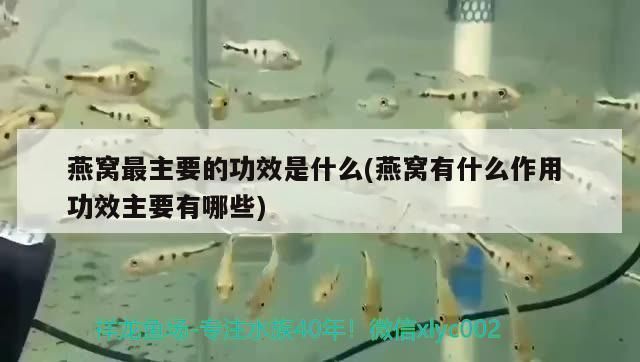 蝴蝶鯉飼料品牌推薦：蝴蝶鯉專用飼料品牌推薦，蝴蝶鯉飼料保存方法推薦