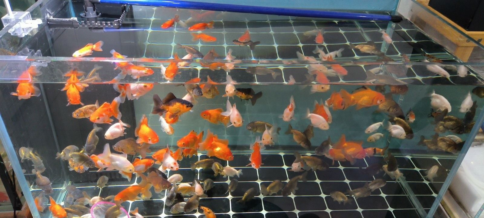 臨沂河東開水族店怎么樣？加盟祥龍魚場賣龍魚市場怎樣？ 臨沂河東開水族店怎么樣？加盟祥龍魚場賣龍魚市場怎樣？ 水族館百科（水族館加盟） 第2張