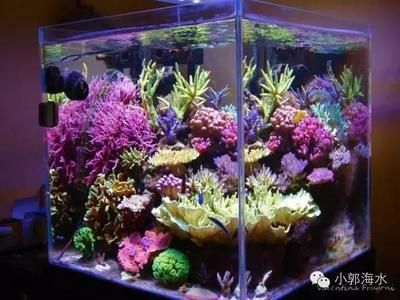 龍魚缸怎么選擇好的魚：龍魚缸如何挑選