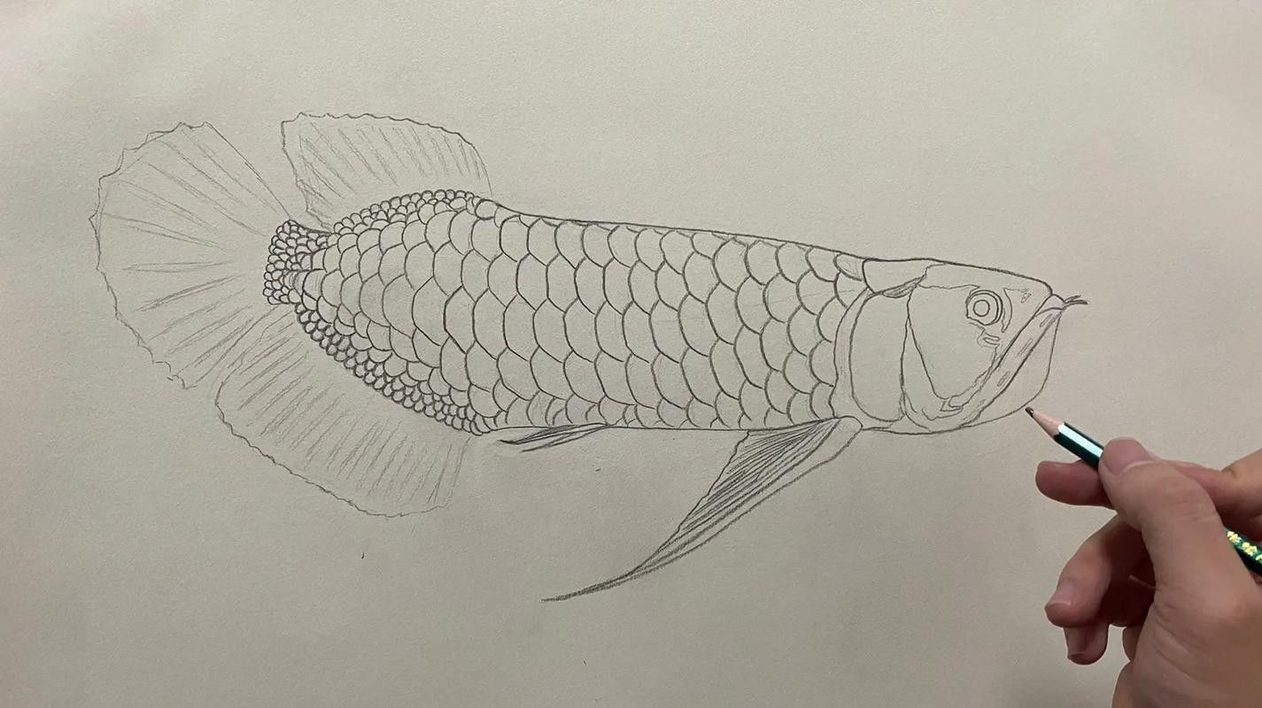 金龍魚圖片簡筆畫