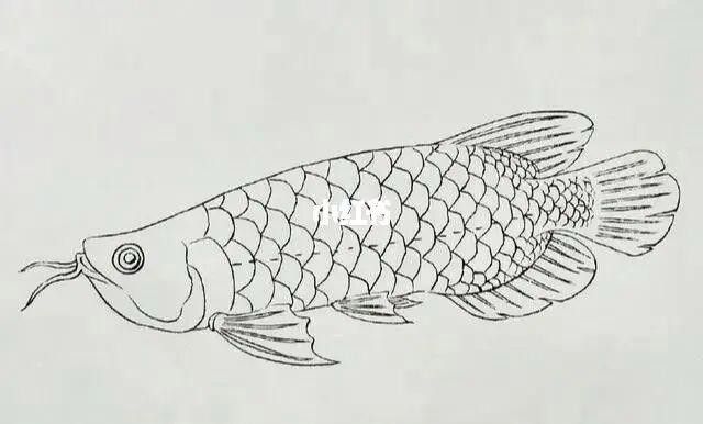 金龍魚圖片簡筆畫