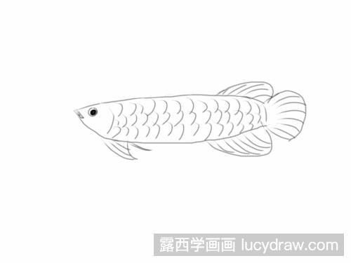 金龍魚圖片簡筆畫