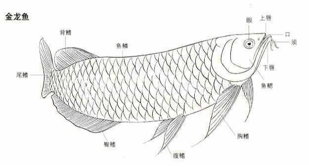 金龍魚圖片簡筆畫