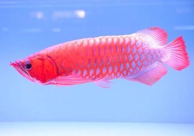 盤古杯世界龍魚錦標賽第四名：盤古杯世界龍魚錦標賽冠軍得主介紹 盤古杯世界龍魚錦標賽第四名：盤古杯世界龍魚錦標賽冠軍得主介紹 龍魚百科 第4張