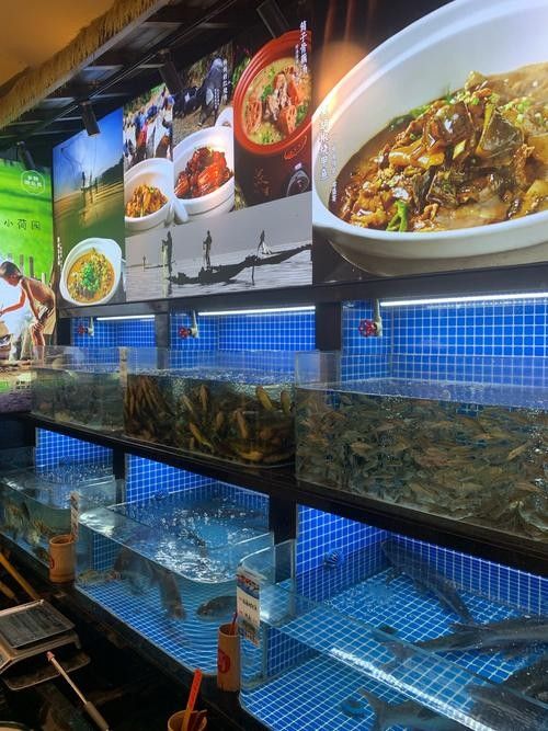 息縣開水族店怎么樣？加盟祥龍魚場賣龍魚市場怎樣？