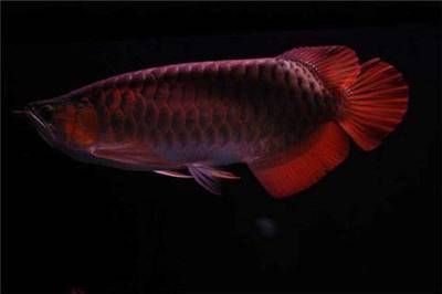 紅龍魚繁殖光照周期最佳方案：優化紅龍魚的光照管理
