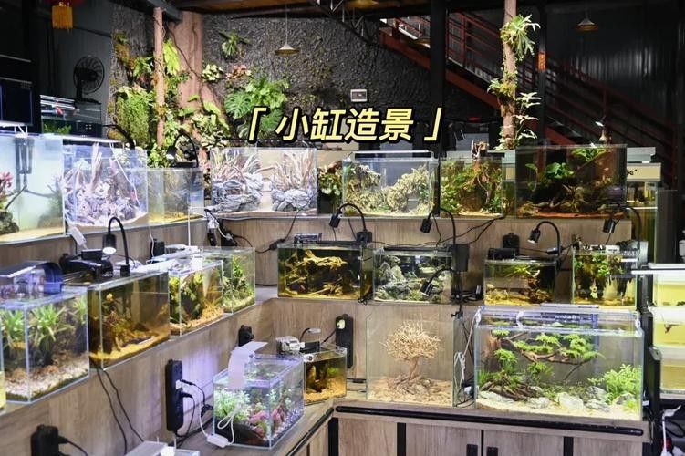 巴南開水族店怎么樣？加盟祥龍魚場賣龍魚市場怎樣？