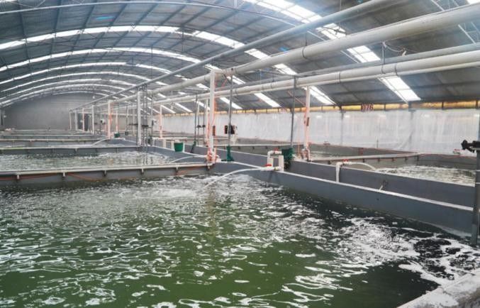 上海開水族店怎么樣？加盟祥龍魚場賣龍魚市場怎樣？