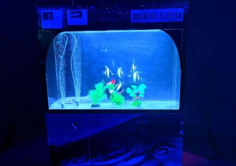 洱源開水族店怎么樣？加盟祥龍魚場賣龍魚市場怎樣？ 洱源開水族店怎么樣？加盟祥龍魚場賣龍魚市場怎樣？ 水族館百科（水族館加盟） 第2張