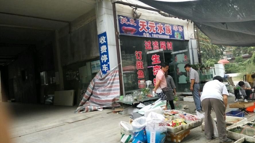 天元開水族店怎么樣？加盟祥龍魚場賣龍魚市場怎樣？ 天元開水族店怎么樣？加盟祥龍魚場賣龍魚市場怎樣？ 水族館百科（水族館加盟） 第1張