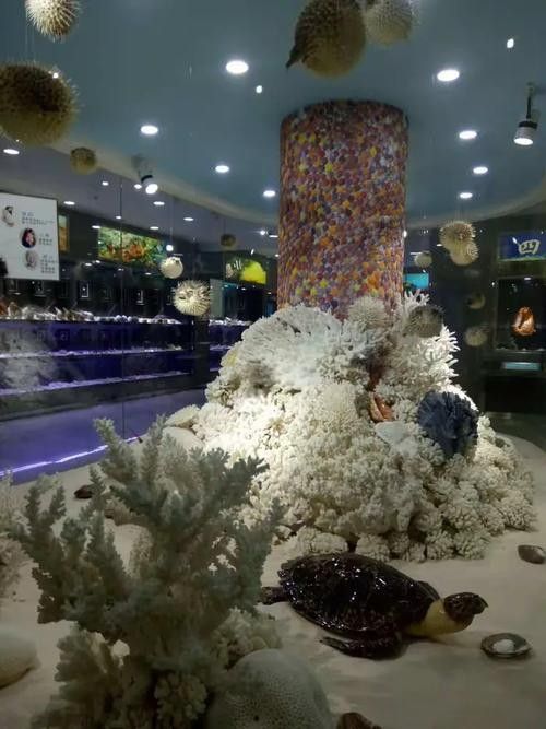 <strong><mark>北戴河</mark></strong>開水族店怎么樣？加盟祥龍魚場賣龍魚市場怎樣？
