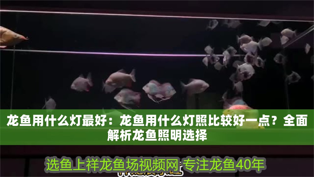 龍魚用什么燈最好：龍魚用什么燈照比較好一點(diǎn)？全面解析龍魚照明選擇 龍魚用什么燈最好：龍魚用什么燈照比較好一點(diǎn)？全面解析龍魚照明選擇 龍魚百科 第1張