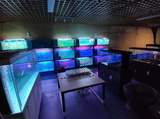 東光開水族店怎么樣？加盟祥龍魚場賣龍魚市場怎樣？