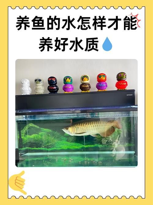 養銀龍魚需要注意什么問題