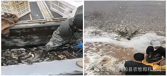 興和開水族店怎么樣？加盟祥龍魚場賣龍魚市場怎樣？
