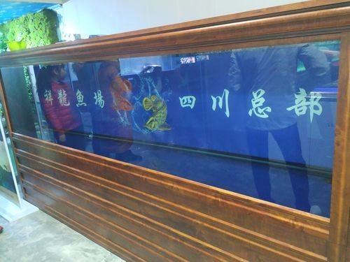 湄潭開水族店怎么樣？加盟祥龍魚場賣龍魚市場怎樣？ 湄潭開水族店怎么樣？加盟祥龍魚場賣龍魚市場怎樣？ 水族館百科（水族館加盟） 第1張