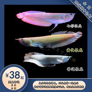 紅龍魚最佳配魚排行（紅龍魚最佳配魚排行，紅龍魚和什么魚混養最好）