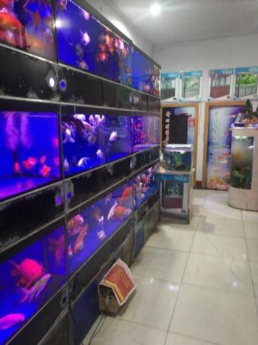 青州開水族店怎么樣？加盟祥龍魚場賣龍魚市場怎樣？