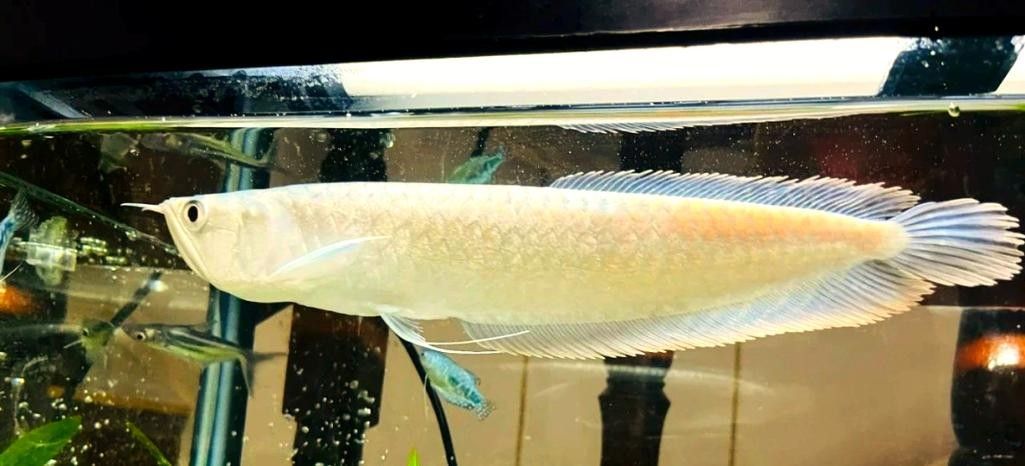 鑲黃旗開水族店怎么樣？加盟祥龍魚場賣龍魚市場怎樣？ 鑲黃旗開水族店怎么樣？加盟祥龍魚場賣龍魚市場怎樣？ 水族館百科（水族館加盟） 第5張